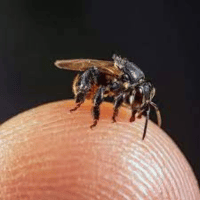 Abelha Mandaguari - Meliponário Flores da Mata