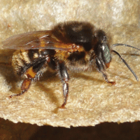 Abelha Guaraipo - Meliponário Flores da Mata