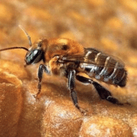 Abelha Manduri - Meliponário Flores da Mata