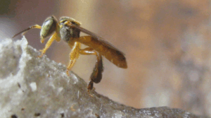 Abelha Jataí - Meliponário Flores da Mata