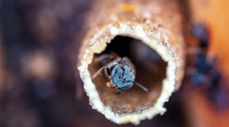 Abelha sem Ferrão Mirim Preguiça