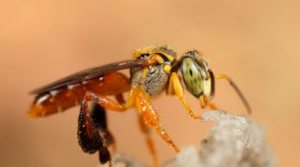 Abelha-Jataí-sem-ferrão-400