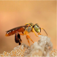 Abelha Jataí Sem Ferrão - Meliponário Flores da Mata
