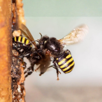 Mandaçaia Meliponário Flores da Mata