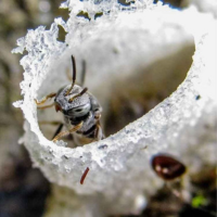 Abelha Mirim Preguiça - Meliponário Flores da Mata