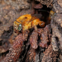 Uruçu Amarela Abelha sem Ferrão - Meliponário Flores da Mata