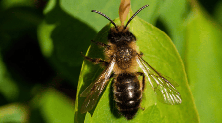 Abelha Manduri - Meliponário Flores da Mata