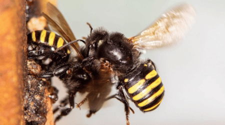 Abelhas Mandaçaia - Meliponário Flores da Mata