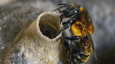 Abelha Guaraipo - Meliponário Flores de Mata