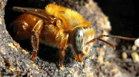 Uruçu Amarela - Meliponário Flores da Mata